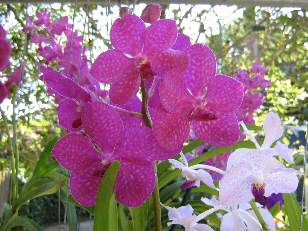 Cuidados de las Orquídeas