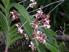 Cuidados de las Orquídeas