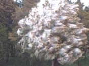 hace “explotar” polen árbol