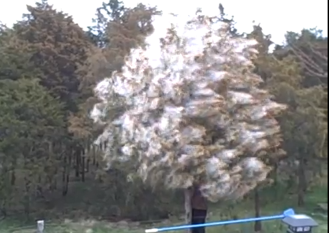 Explosión de polen de un cedro