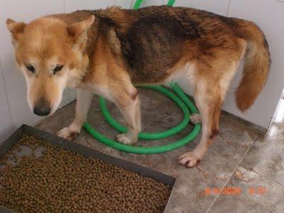 Chen, perrita muerta d hambre en la perrera!! La Guarida (Córdoba)