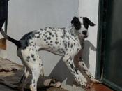 Homer, toda vida perrera...busca familia todo cariño merece. (badajoz)