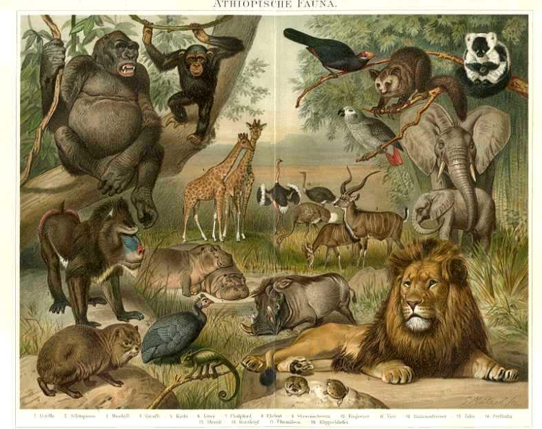 Redes habla sobre Darwin y las especies