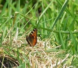 Explosión de mariposas