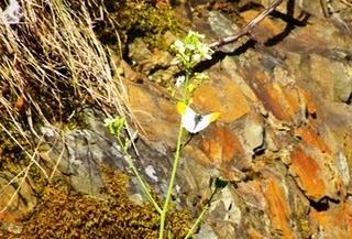 Explosión de mariposas