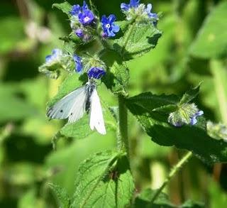 Explosión de mariposas