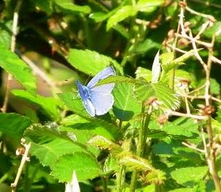 Explosión de mariposas
