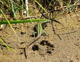 Lagartija de bocage