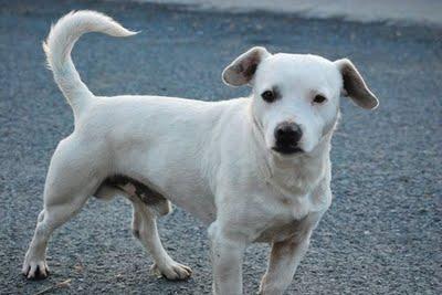 KOAKA, NEGRI Y NEMO, OLVIDADOS....CORREN MUCHÍSIMO PELIGRO!