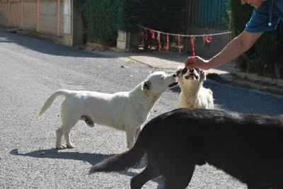 KOAKA, NEGRI Y NEMO, OLVIDADOS....CORREN MUCHÍSIMO PELIGRO!
