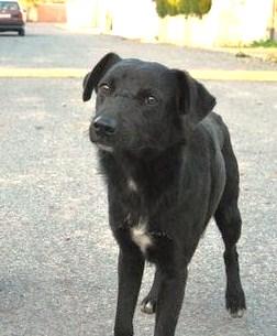 KOAKA, NEGRI Y NEMO, OLVIDADOS....CORREN MUCHÍSIMO PELIGRO!