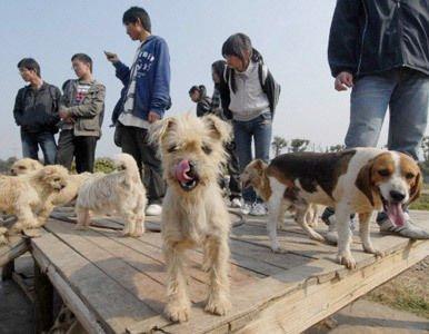 camino del matadero , tomaron el desvio hacia  la vida