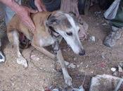 Galga mayor atada bidón, sale miedo.