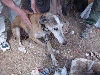 GALGA MAYOR ATADA A UN BIDÓN, NO SALE DEL MIEDO.