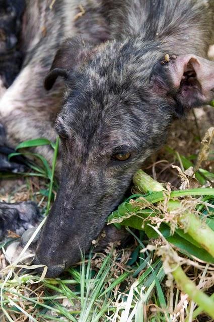 Feli, los llantos de una madre galga que pierde parte de sus crias.