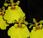 Oncidium Aloha