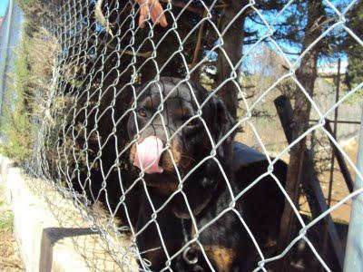 ROTTWEILLER EN CONDICIONES PÉSIMAS. JEREZ (CADIZ)