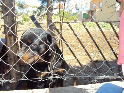 ROTTWEILLER EN CONDICIONES PÉSIMAS. JEREZ (CADIZ)