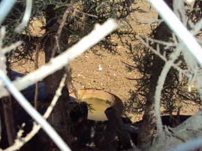 ROTTWEILLER EN CONDICIONES PÉSIMAS. JEREZ (CADIZ)