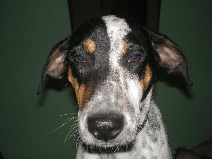 Historias de adoptados . Sugus