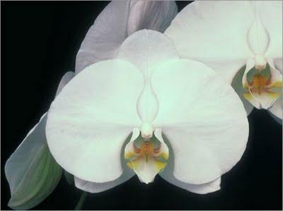 Phalaenopsis