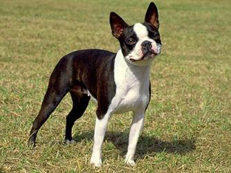 BOSTON TERRIER