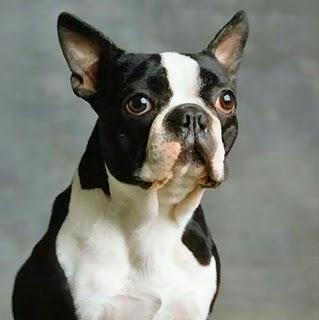 BOSTON TERRIER