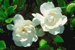 Gardenia en Abril