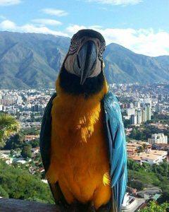 No Desmayes Mi Amada !!venezuela!! Tus Lagrimas Pronto Acabaran Y Lo Bueno Vendrá.