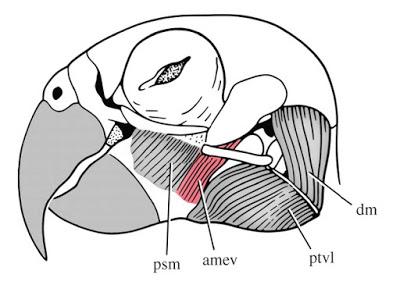 Sin cachetes por favor