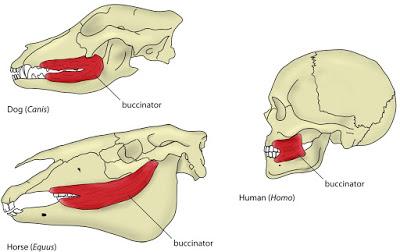 Sin cachetes por favor