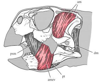 Sin cachetes por favor