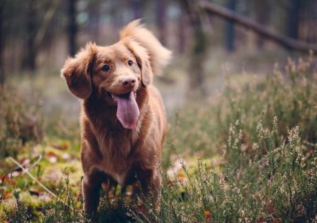 La inteligencia de los perros no es tan “especial” como creemos