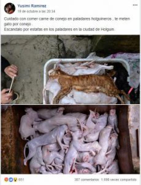 Denuncian en las redes venta de gatos por conejo en Paladares de Holguín, Cuba