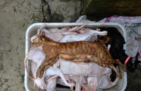 Denuncian en las redes venta de gatos por conejo en Paladares de Holguín, Cuba
