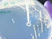 combinación antibióticos probióticos puede matar superbacterias