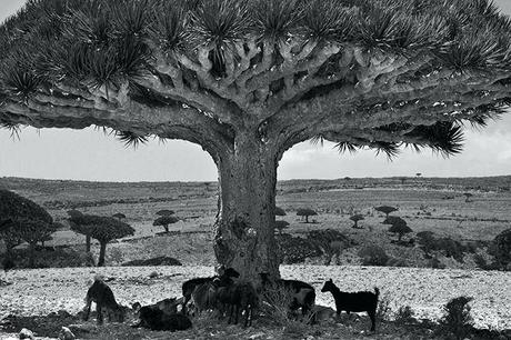 Fotógrafo pasa 14 años tomando fotos de los árboles más viejas y los resultados son asombrosos