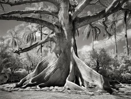 Fotógrafo pasa 14 años tomando fotos de los árboles más viejas y los resultados son asombrosos