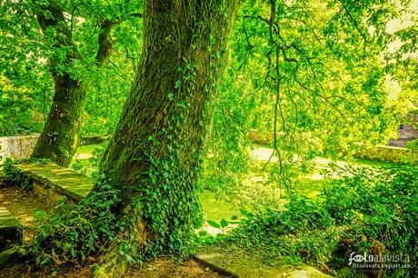 Verde rincón romántico - Fotografía