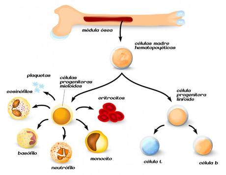 Formación de células sanguíneas a partir de la diferenciación de células madre hematopoyéticas en médula ósea roja