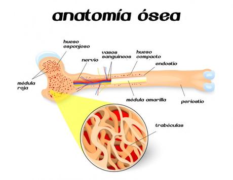 Todo lo que necesitas saber sobre la médula ósea Sección transversal del hueso largo que muestra la médula ósea roja y amarilla