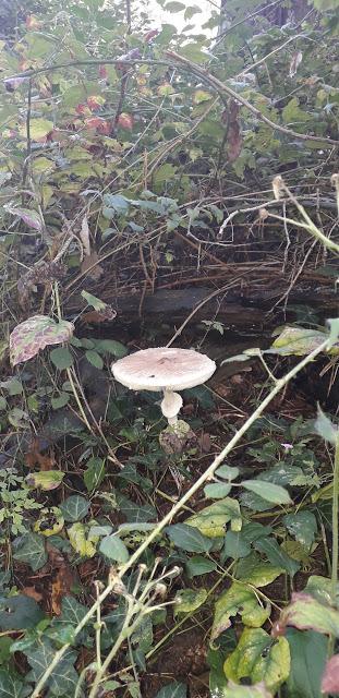 #MiércolesMudo : Amanita