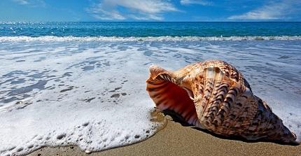 En Pulse: La caracola: Transformación Digital y procesos En Pulse: La caracola: Transformación Digital y procesos