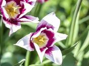 belleza existe mundo vemos, nuestro cerebro