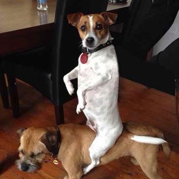 Fotos perros que hacen cosas raras image host