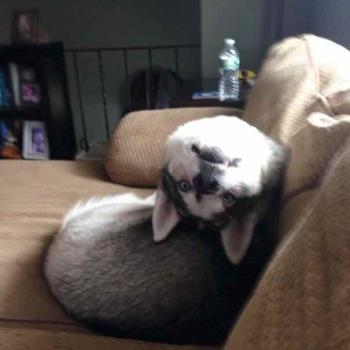 Fotos perros que hacen cosas raras image host