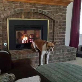 Fotos perros que hacen cosas raras image host