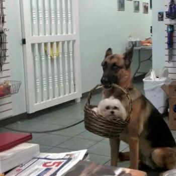 Fotos perros que hacen cosas raras image host