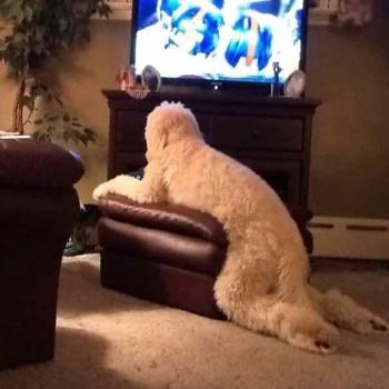 Fotos perros que hacen cosas raras image host