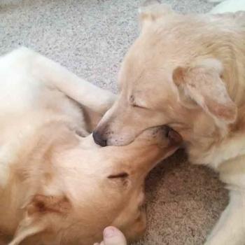 Fotos perros que hacen cosas raras image host